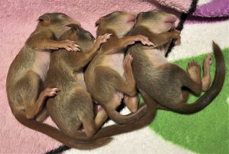 Die verwaisten Eichhörnchen sind zwischenzeitlich wieder wohlauf.