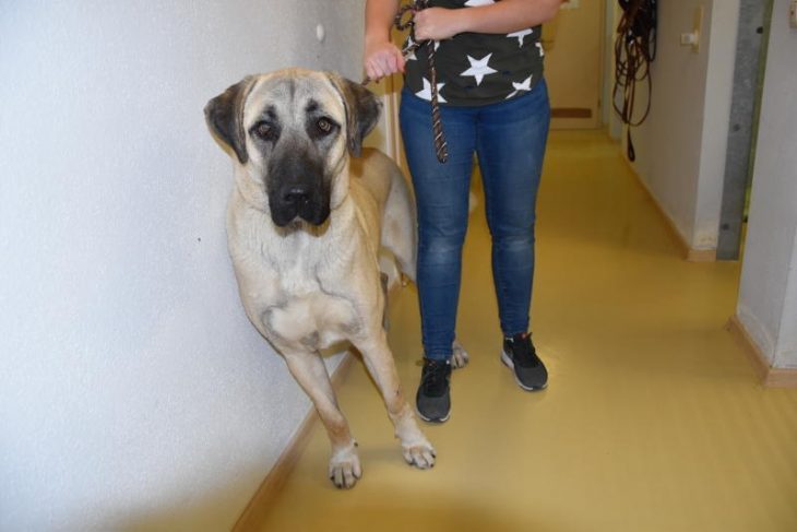 Hundedame „Kralica“ sucht bald ein neues Zuhause.