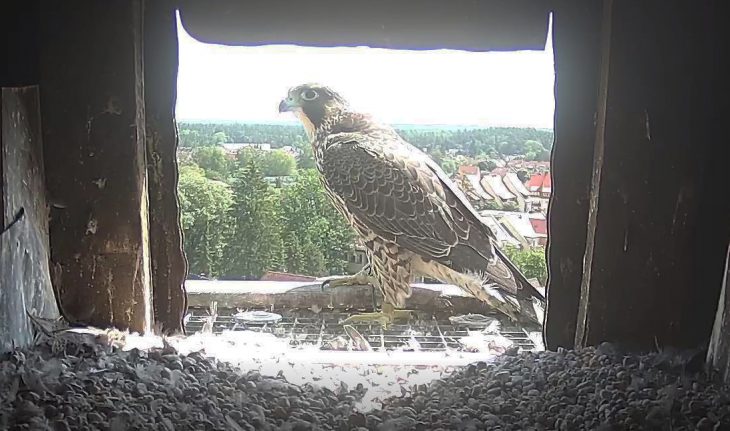 Der Jungvogel ist wohlauf - Foto: Screenshot
