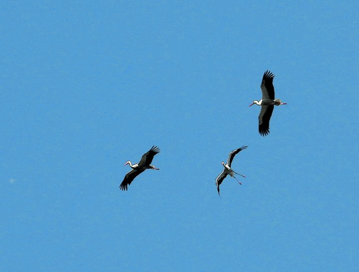 Feinde in Sicht: Die Laufer und Ottensooser Störche mussten ihre Nester verteidigen.