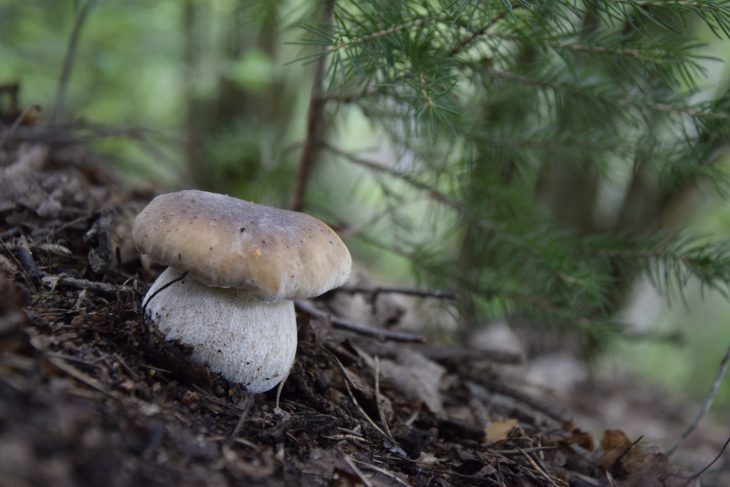 12 Fakten über Pilze und Pilzlehrwanderungen.