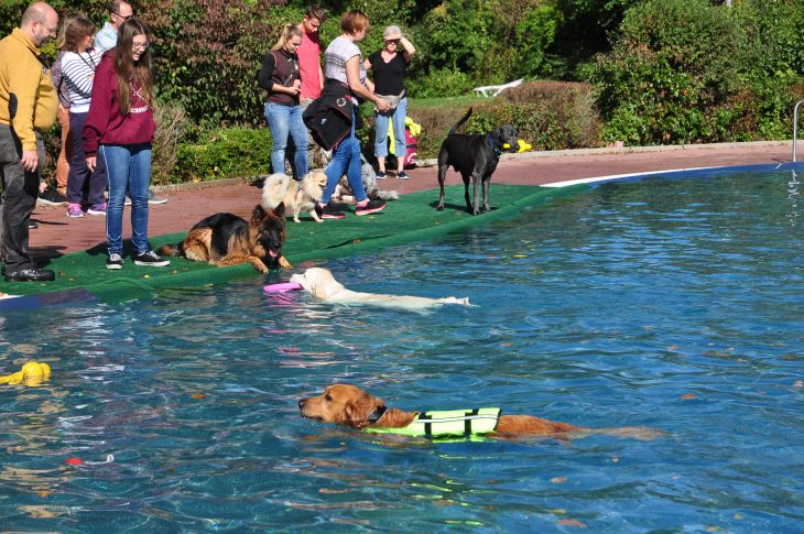 Ob Spitz oder Schäferhund: Bei warmen 21 Grad Außentemperatur tobten sich die Tiere im Wasser aus. Die Becken wurden extra für die Veranstaltung zuvor nicht mehr gechlort.