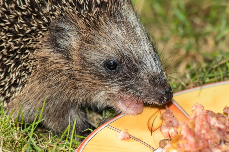 Mit angebratenem ungewürztem Hackfleisch legen untergewichtige Igel schnell an Gewicht zu.