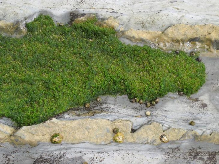 Ein Wald, aus der Luft fotografiert, oder Algen am Strand, aus nächster Nähe? Die Bilder lassen viele Interpretationen zu.