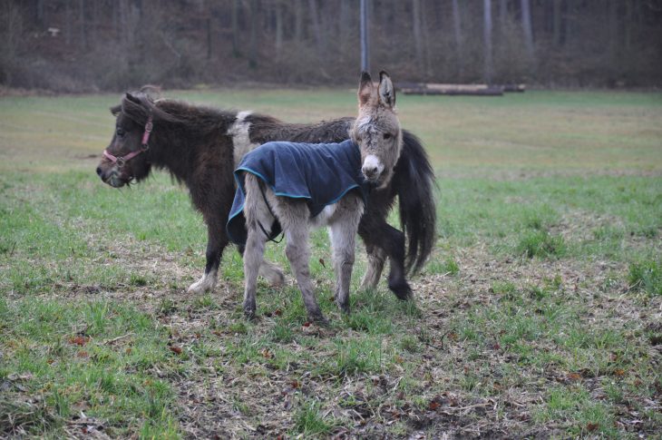 Eselfohlen Momo mit seiner „Adoptivmutter“ Lilly, einem Pony. Auch wenn er kräftiger geworden ist und pfeilschnell über die Wiese rennt – über den Berg ist er noch lange nicht.