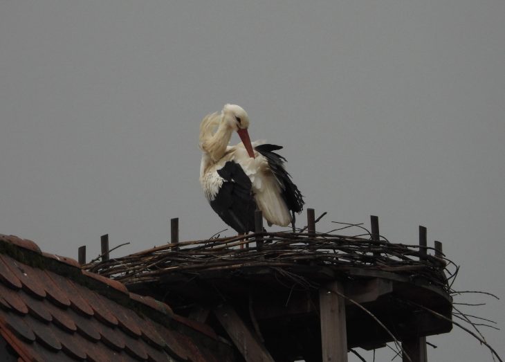 In den vergangenen Tagen ist dieser Storch immer mal wieder auf dem Wassertor zu sehen.