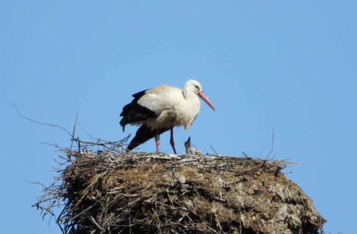 Störchin Anna und ihre Babys fühlen sich im Nest in Ottensoos wohl.