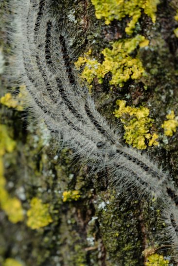 Für diese Aufnahme kam ein aufmerksamer Fotograf den Raupen am Oberbecken des Happurger Stausees besonders nah.