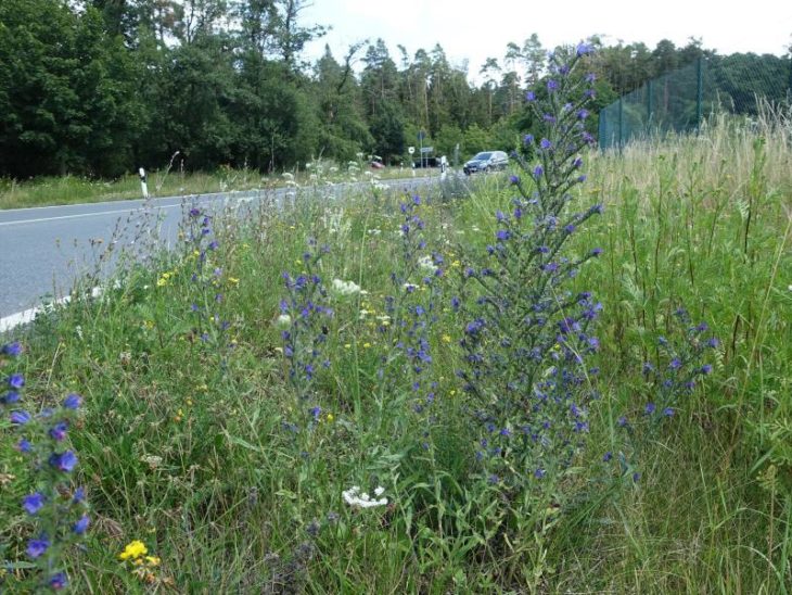 Artenreiche und bunt blühende Straßenränder sind immer häufiger zu finden im Landkreis – aber noch nicht in allen Kommunen.