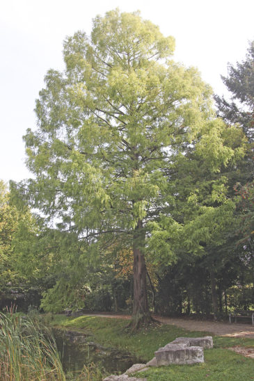 Blickfang am Rossweiher: Der Mammutbaum am Ufer wird auch von der Baumschutzverordnung geschützt. Über 80 Meter hoch und bis zu 3000 Jahre alt kann der Baum werden.  Foto: Alex Blinten