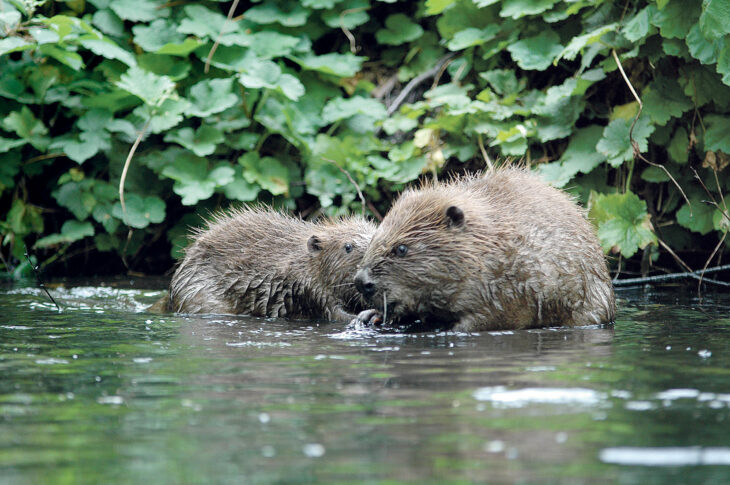 Biber richtigen zwar manchmal wirtschaftlichen Schaden an, sind für Flora und Fauna aber nützlich. Durch ihre Höhlen bieten sie zum Beispiel Fischen einen Unterschlupf und sorgen für sauberes Wasser.