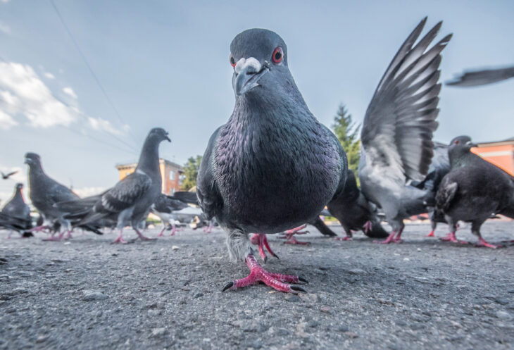 Den Vorentscheid hat die Stadt- beziehungsweise Straßentaube souverän für sich entschieden. Ob es auch zum Vogel des Jahres 2021 reicht, wird sich am 19. März zeigen.