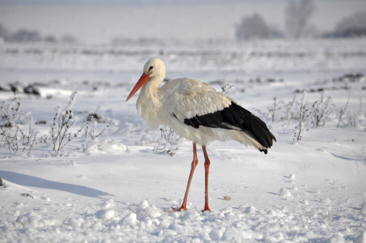 Einige Störche haben im vergangenen Herbst die Region nicht verlassen und hier überwintert, andere sind zum Teil schon wieder aus ihren Winterquartieren zurückgekehrt. Die großen Vögel kommen mit den winterlichen Bedingungen gut zu Recht.
Foto: orestligetka/Adobe Stock