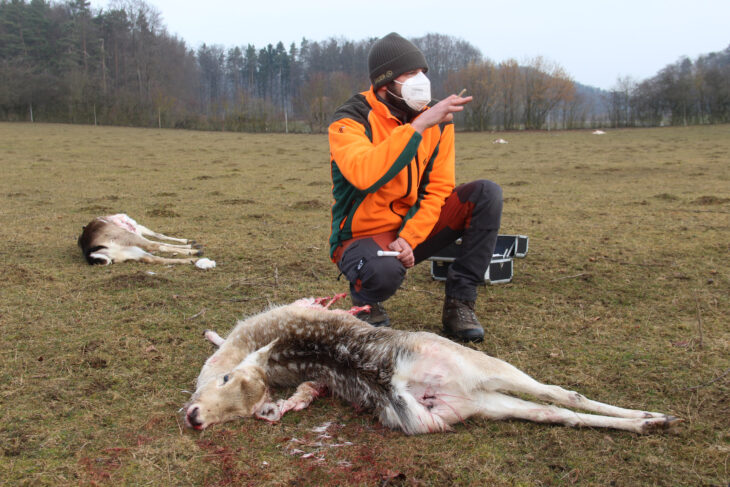 Sebastian Bäumler vom Netzwerk Große Beutegreifer sicherte in dem Wildgehege Spuren.