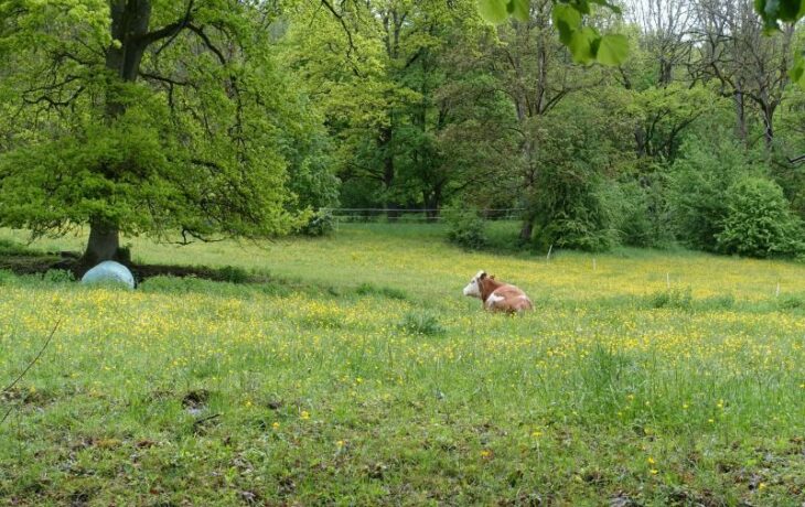 Noch grasen vereinzelt Rinder auf der mit Löwenzahn übersäten Wiese, auf der ab Herbst der Naturkindergarten eröffnet werden soll.