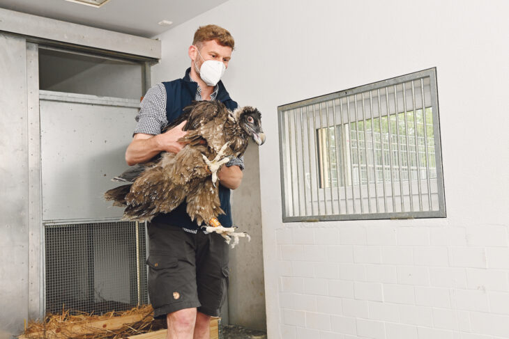 Jörg Beckmann, stellvertretender Direktor des Nürnberger Tiergartens, mit einem der rund fünf Kliogramm schweren Jungtiere.