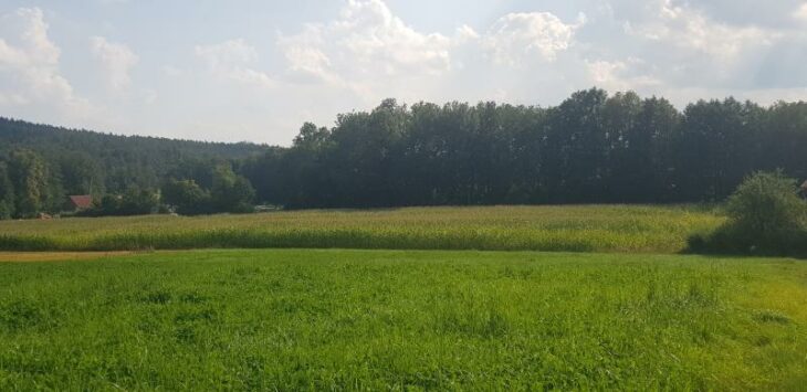 Auf der Fläche mit dem Maisacker am Ortseingang von Unterkrumbach soll ein kleines Gewerbegebiet entstehen.