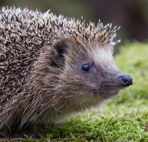 Milde Temperaturen lassen Igel aus dem Winterschlaf erwachen. Dann ist es wichtig, schnell Nahrung zu finden - doch genau da liegt das Problem.