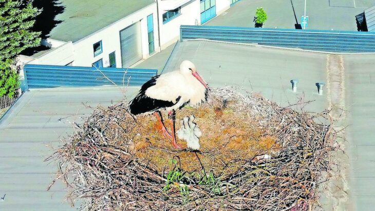 Mit vier Küken wird es bald eng werden im Nest.