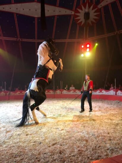 Im Circus Renz gibt es auch Pferde und Kamele.