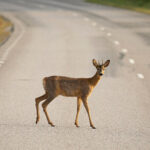 Reh Wildtierunfall