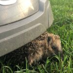 Mähroboter erkennen kleine Tiere nicht als Hindernis und fahren einfach über sie hinweg.