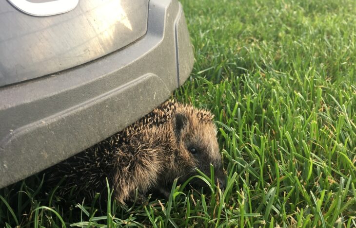 Mähroboter erkennen kleine Tiere nicht als Hindernis und fahren einfach über sie hinweg.