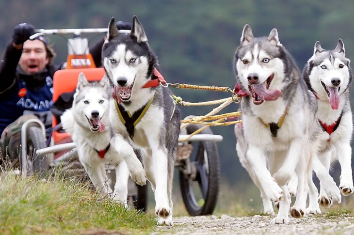 Kraftvoll, ausdauernd und anmutig sind die Schlittenhunde beim Rennen im Laufer Ortsteil Schönberg.