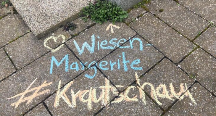 Einfach Kreide nehmen und die Pflanze kennzeichnen. Hier handelt es sich um eine Wiesen-Margerite.