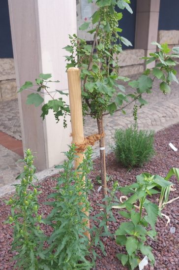 Unter anderem ein Johannisbeerstrauch wurde vor dem Rückersdorfer Rathaus gepflanzt, umrahmt von zahlreichen Blumen und Kräutern.