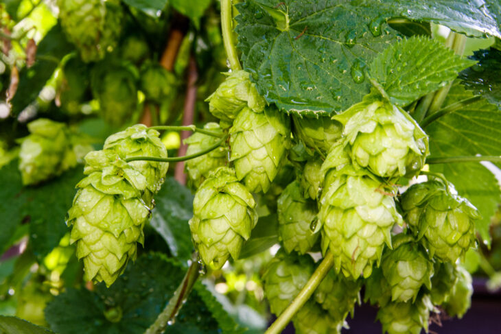 Symbolbild Hopfen