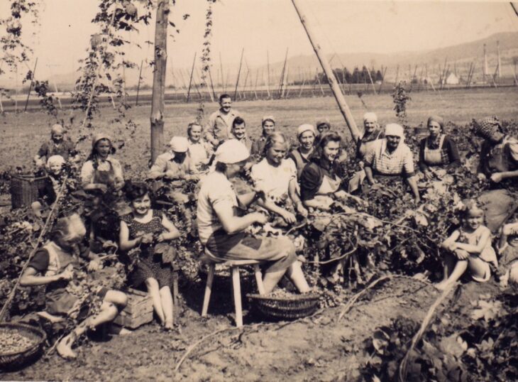 So sah die Hopfenernte bei Rollhofen um 1960 aus.
