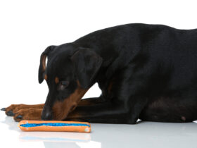 Symbolbild Hund Giftköder