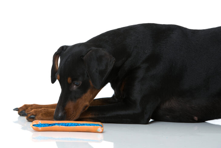 Symbolbild Hund Giftköder