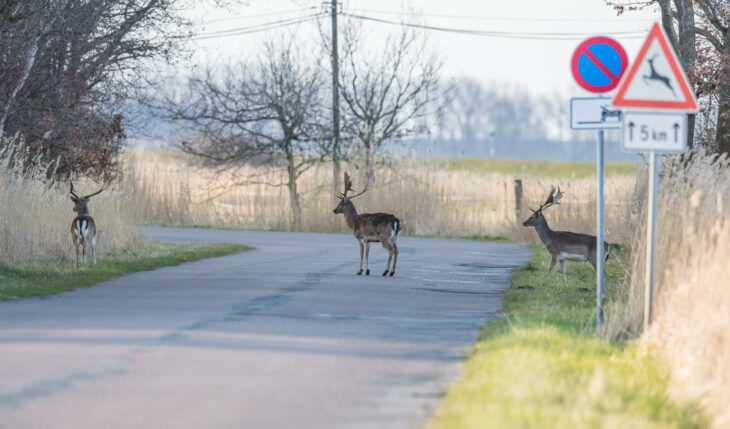 Derzeit kommt es wieder vermehrt zu Wildwechsel.