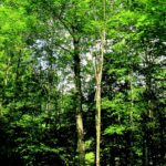 Ein zukunftsfähiger Einzelbaum mit vitaler Krone ist das Ergebnis einer konsequenten und kontinuierlichen Pflege. Foto: W. Rothkegel