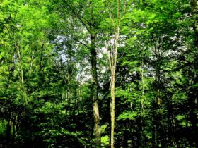 Ein zukunftsfähiger Einzelbaum mit vitaler Krone ist das Ergebnis einer konsequenten und kontinuierlichen Pflege. Foto: W. Rothkegel
