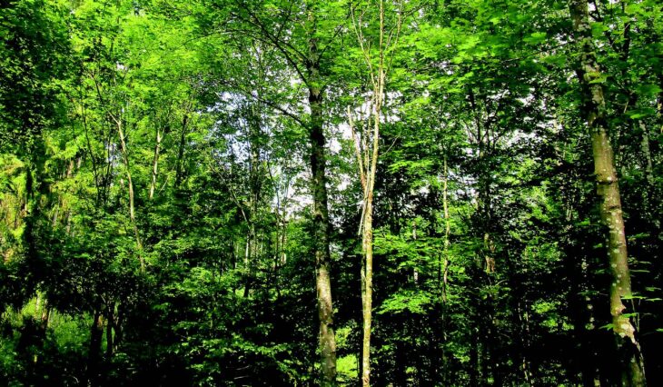 Ein zukunftsfähiger Einzelbaum mit vitaler Krone ist das Ergebnis einer konsequenten und kontinuierlichen Pflege. Foto: W. Rothkegel