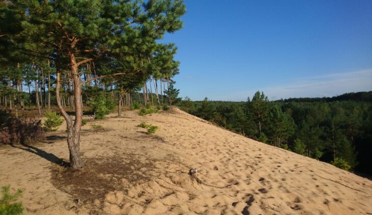 Im Wald westlich von Weißenbrunn wird jedem Besucher rasch klar, woher der Fränkische Dünenweg seinen Namen hat.