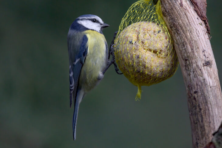Meisenknödel rühren Vögel nur an, wenn diese auch etwas zu bieten haben.