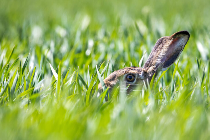 Symbolfoto Hase