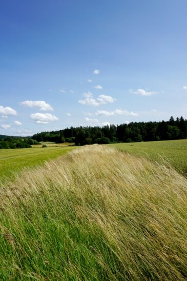 Feldraine sind Grünstreifen, die Lebensräume von Insekten, Vögeln und kleinen Säugetieren miteinander verbinden und so vergrößern.