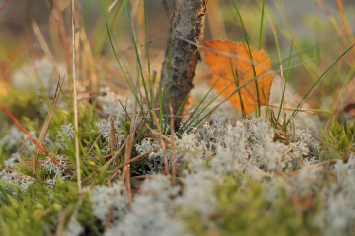 Das AELF Roth-Weißenburg bietet einen zweistündigen Waldspaziergang mit Informationen zu dieser speziellen Waldform an.