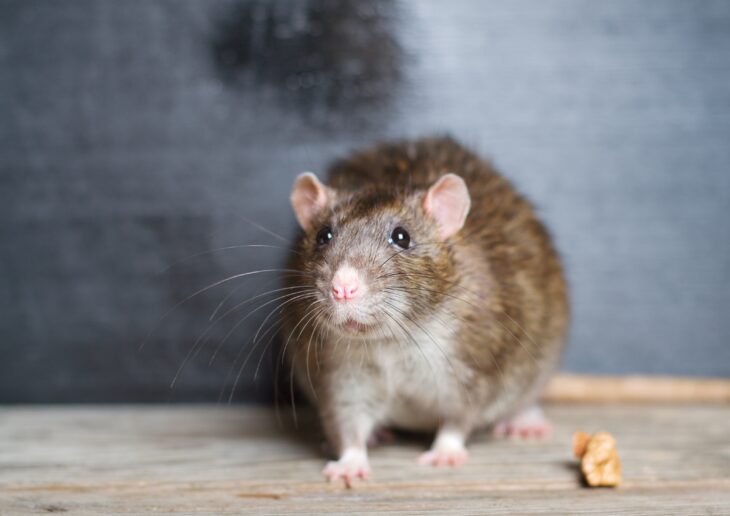 Sie sind scheu und nachtaktiv: Ratten. In den letzten Tagen sind im gesamten Stadtgebiet einige davon gesichtet worden.