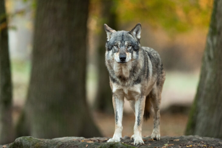 Symbolfoto Wolf