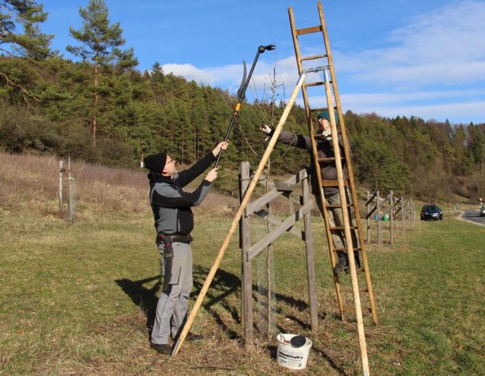 Wie man einen Obstbaum richtig zuschneidet, zeigt Udo Holweg im Kurs.