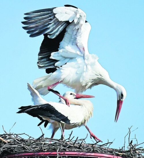 Erst kreiste ein fremder Storchenmann über dem Nest, dann kam doch der Franz.