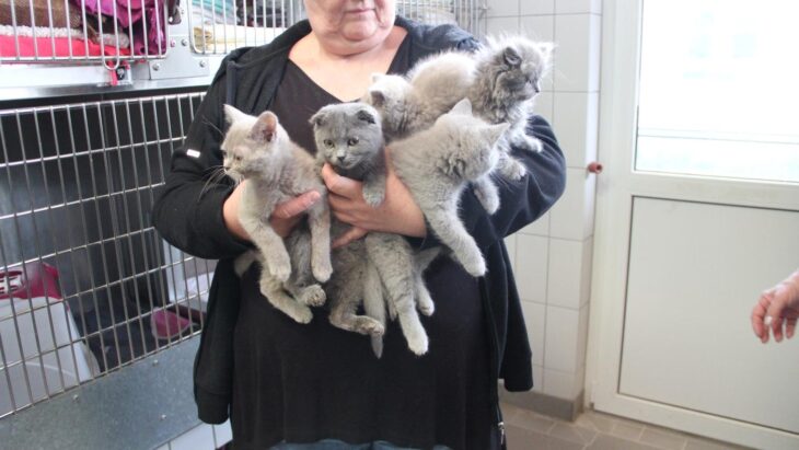 Die fünf Katzenbabys sind zwischen vier und sieben Wochen alt.