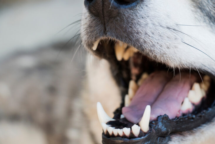 Symbolfoto Hund