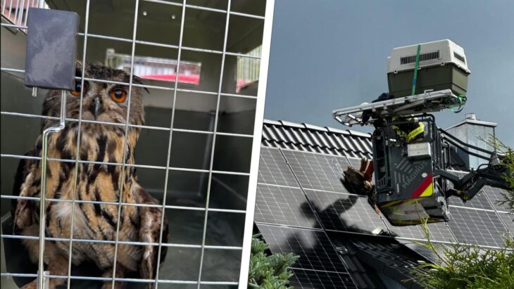 Weil sich sein Fuß zwischen zwei Solarpanels verfangen hat, retteten Kameraden der Freiwilligen Feuerwehr Altensittenbach und Hersbruck heute einen Uhu.